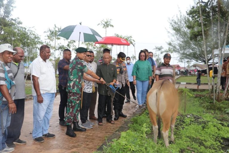 berita Bantuan Sapi